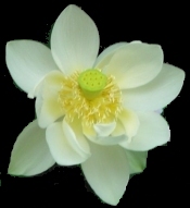 picture of lotus